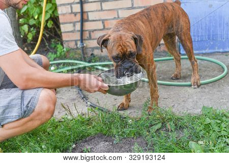 Summer Outdoors Portrait Of Geman Boxer Dog On Hot Sunny Day. Brown Tiger With Brindle Colored Boxer