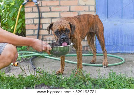 Summer Outdoors Portrait Of Geman Boxer Dog On Hot Sunny Day. Brown Tiger With Brindle Colored Boxer