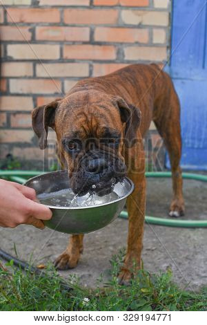Summer Outdoors Portrait Of Geman Boxer Dog On Hot Sunny Day. Brown Tiger With Brindle Colored Boxer