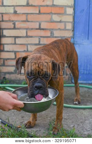 Summer Outdoors Portrait Of Geman Boxer Dog On Hot Sunny Day. Brown Tiger With Brindle Colored Boxer