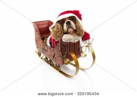 Funny Santa Claus Dog Costume Inside A Sleigh At Christmas Holidays. Isolated On White Background
