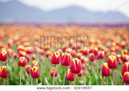 Smukke farverige felt tulipaner