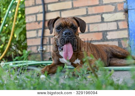 Summer Outdoors Portrait Of Geman Boxer Dog On Hot Sunny Day. Brown Tiger With Brindle Colored Boxer