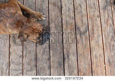 Summer Outdoors Portrait Of Geman Boxer Dog On Hot Sunny Day. Brown Tiger With Brindle Colored Boxer