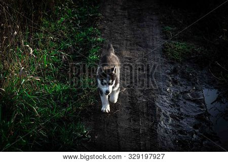 Puppies Breed Siberian Husky Black And White Gray.