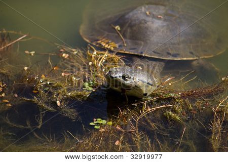 Piscina de tortuga