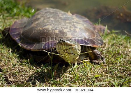 Tortuga en la hierba