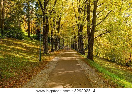 The Path Leads In One Directions. The Way To The Autumn Park In The Centre Of The Forest.
