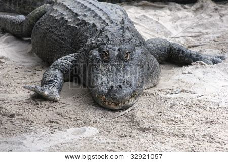 Aligátor Americano en el Parque Nacional de Everglades, Florida