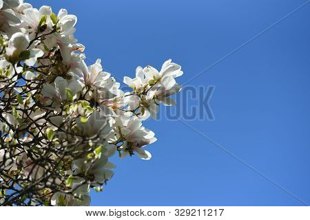 The Dense Flowering Of White Magnolia Against The Blue Sky, Many Large Flowers During The Flowering 