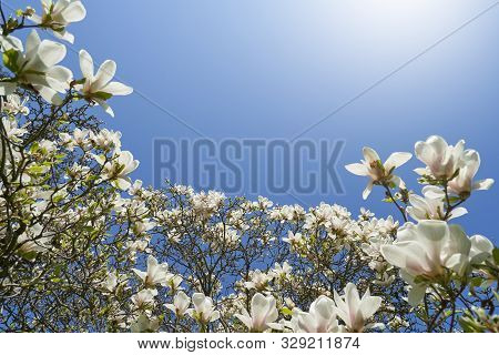 The Dense Flowering Of White Magnolia Against The Blue Sky, Many Large Flowers During The Flowering 