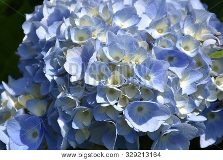 Beautiful Close Up Look At Aflowering Blue Hydrangea Blossom.