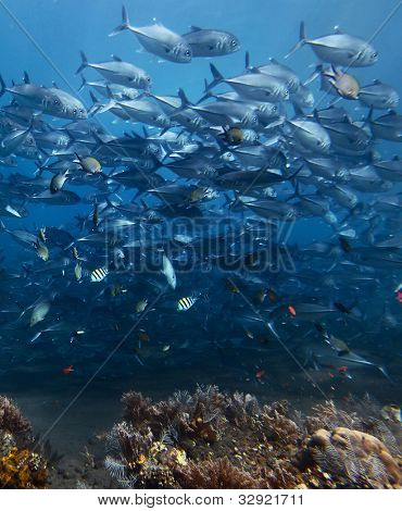 Unterwasser Shooting School of die Makrelen mit einigen anderen Arten Schönung über Coral reef