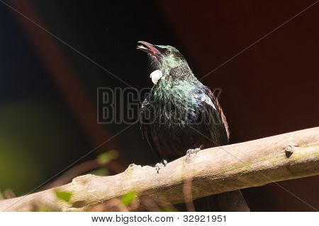 Endemiske New Zealand fugl Tui