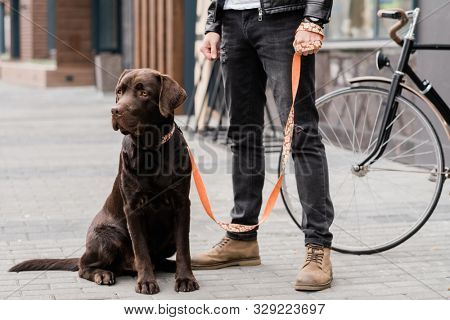 Cute labrador dog sitting on trottoire with his owner standing near by while both chilling in the city