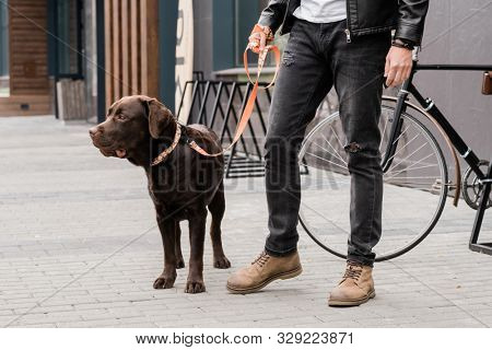 Cute purebred dog on leash and his owner in casualwear standing on trottoire during chill in the city