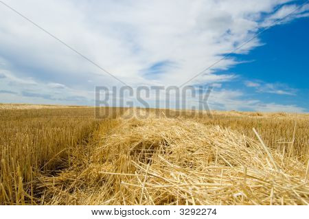 Auman