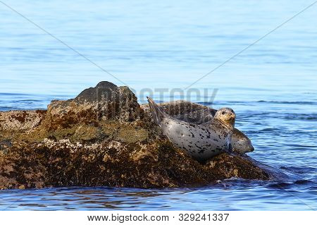 Spotted Seals (largha Seal, Phoca Largha) Laying On Coastal Rocks. Wild Spotted Seal Sanctuary. Calm