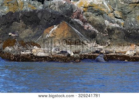 Seals In Sanctuary. Group Of Spotted Seals (largha Seal, Phoca Largha) Laying On Coastal Rocks. Calm