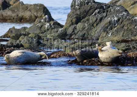 Spotted Seals (largha Seal, Phoca Largha) Laying On Coastal Rocks. Seal Sanctuary. Calm Blue Sea, Wi