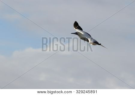 Red-footed Booby (sula Sula) Bird Flying On Cloudy Sky Background. Marine Bird In Natural Habitat. N