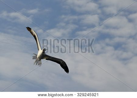 Red-footed Booby (sula Sula) Bird Flying On Cloudy Sky Background. Marine Bird In Natural Habitat. N