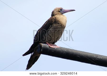 Young Red-footed Booby (sula Sula) Bird Sitting On The Ship Mast On Sky Background. Marine Bird In N
