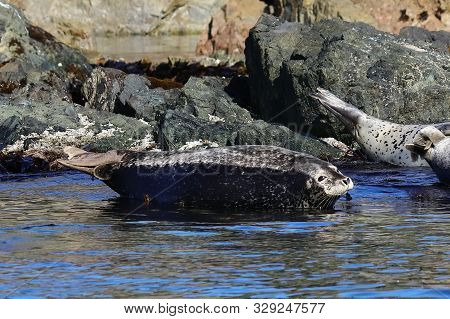 Spotted Seal (largha Seal, Phoca Largha) Laying In Sea Water On Rocky Background In Seal Sanctuary. 