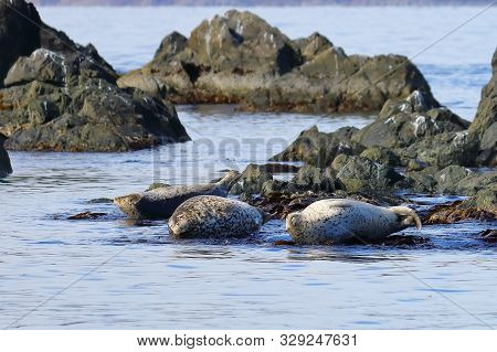 Spotted Seals (largha Seal, Phoca Largha) Laying On Coastal Rocks. Wild Spotted Seal Sanctuary. Calm