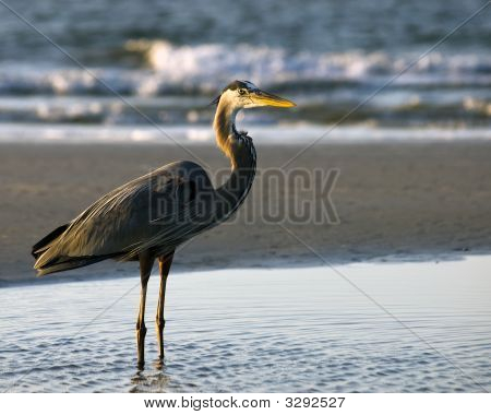 Großes Blau-Reiher Strand
