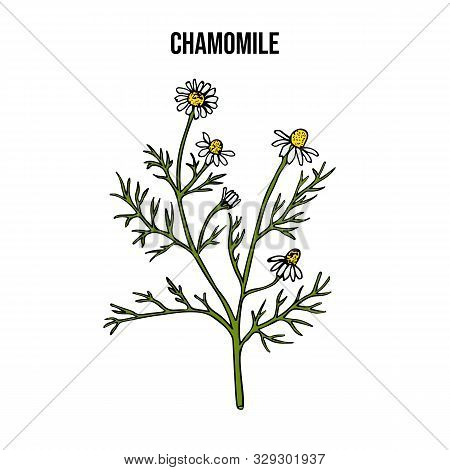 Chamomile Or Camomile Matricaria Chamomilla , Medicinal Plant. Hand Drawn Botanical Vector Illustrat