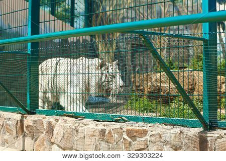 Bengal White Tiger At Enclosure In Zoo On Sunny Day