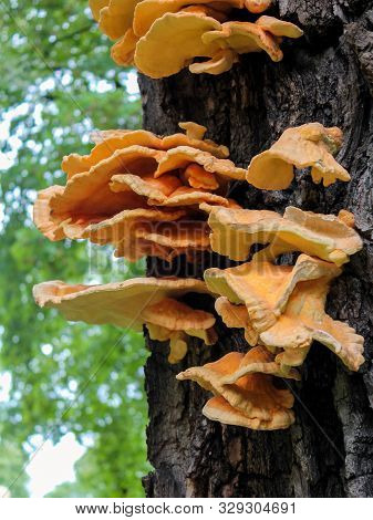 Chicken Of The Woods Growing On A Tree In Woodland