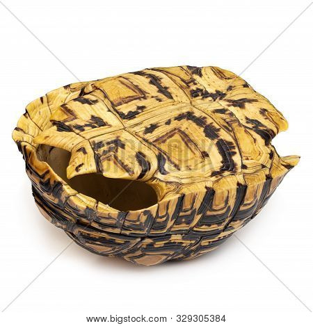 Close-up Of Tortoise Shell Isolated On A White Background