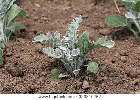 Senecio Cineraria Silver Dust Or Silver Ragwort Half Hardy Herbaceous Annual Foliage Shrub Plant Wit