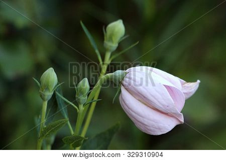 Single Balloon Flower Or Platycodon Grandiflorus Or Chinese Bellflower Or Platycodon Herbaceous Pere