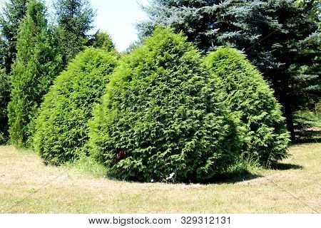 Three Large Cypress Or Cupressus Evergreen Trees With Light Green Scale Like Leaves Surrounded With 