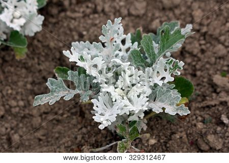 Top View Of Senecio Cineraria Silver Dust Or Silver Ragwort Half Hardy Herbaceous Annual Foliage Shr