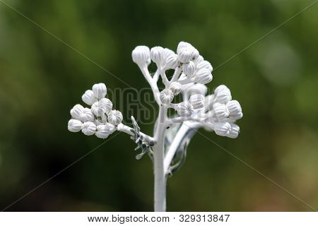 Young Senecio Cineraria Silver Dust Or Silver Ragwort Half Hardy Herbaceous Annual Foliage Shrub Pla