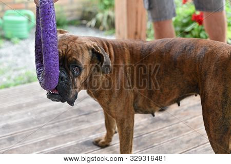 Summer Outdoors Portrait Of Geman Boxer Dog On Hot Sunny Day. Brown Tiger With Brindle Colored Boxer