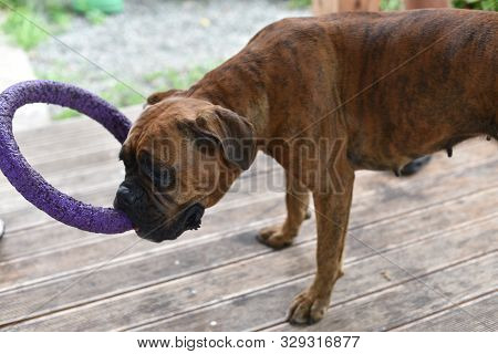 Summer Outdoors Portrait Of Geman Boxer Dog On Hot Sunny Day. Brown Tiger With Brindle Colored Boxer