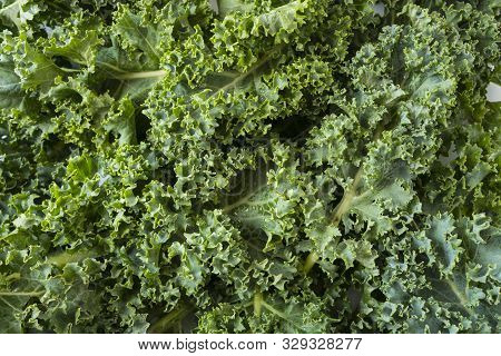 Top View. Kale Leaves. Background Of Kale Leaves. Fresh Kale Leaves Background. Texture Kale Close U