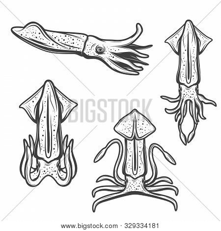 Squid Isolated Cartoon Mollusk. Vector Marine Underwater Animal With Tentacles, Sea Fishing Or Ocean