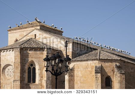 Storks Resting From Your Trip