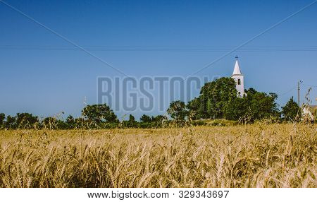 Photo of a wheat field. Beautiful golden field crops. White church tower in the background. Sunny br