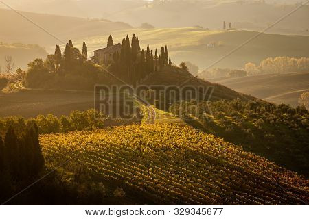 Beautiful Golden Sunrise In Tuscany, Italy With Vineyard. Natural Idillyc Seasonal Autumn Background