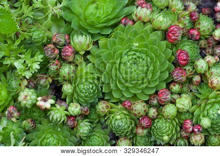 Youngly Stone Rose And Sedum Are Succulent Plants Of The Family Crassulaceae. Close-up. Selective Fo