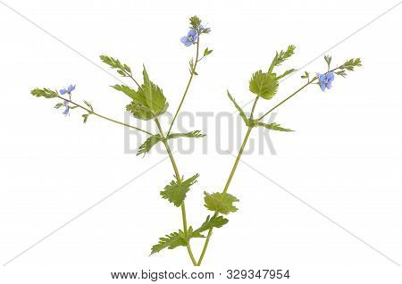 Veronica Chamaedrys Flowers Isolated On White Background
