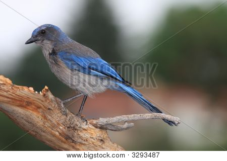 Scrub Jay
