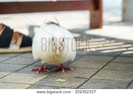 A White Pidgeon Looking For Food On The Street At Daylight.